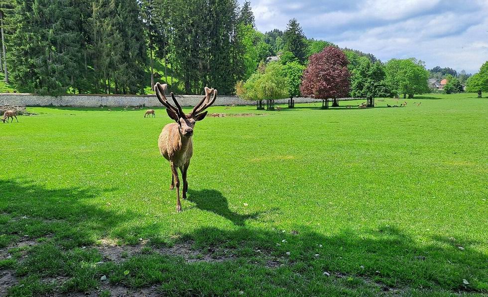 Rosegg állatkert Wörthi-tó